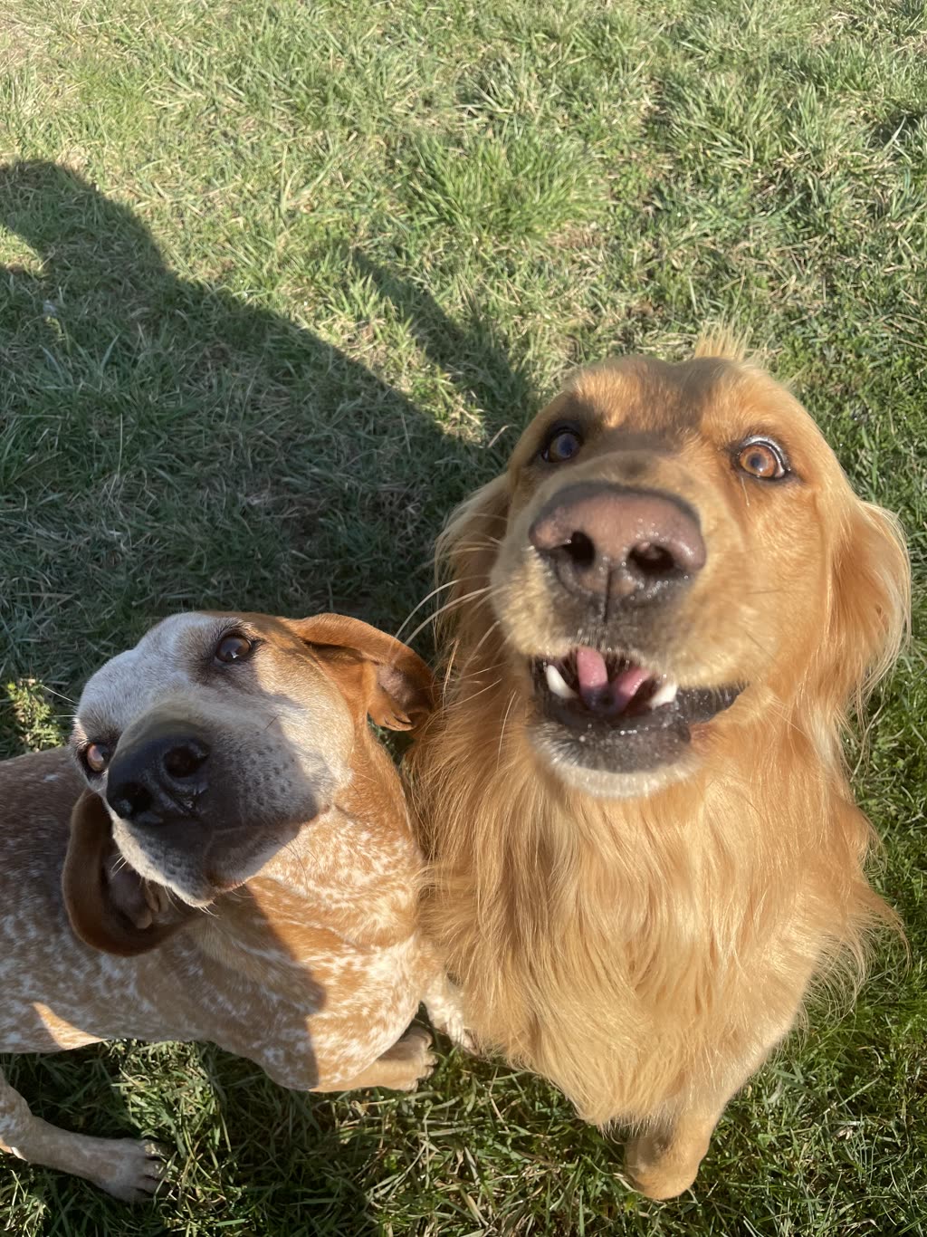 A coonhound and a golden retriever looking up at the camera
