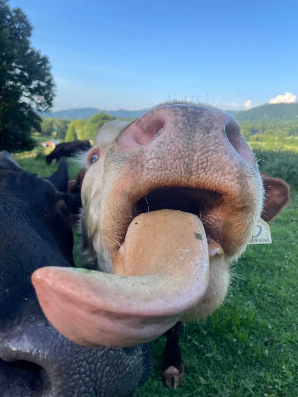 A curious cow in a pasture with the mountains behind
