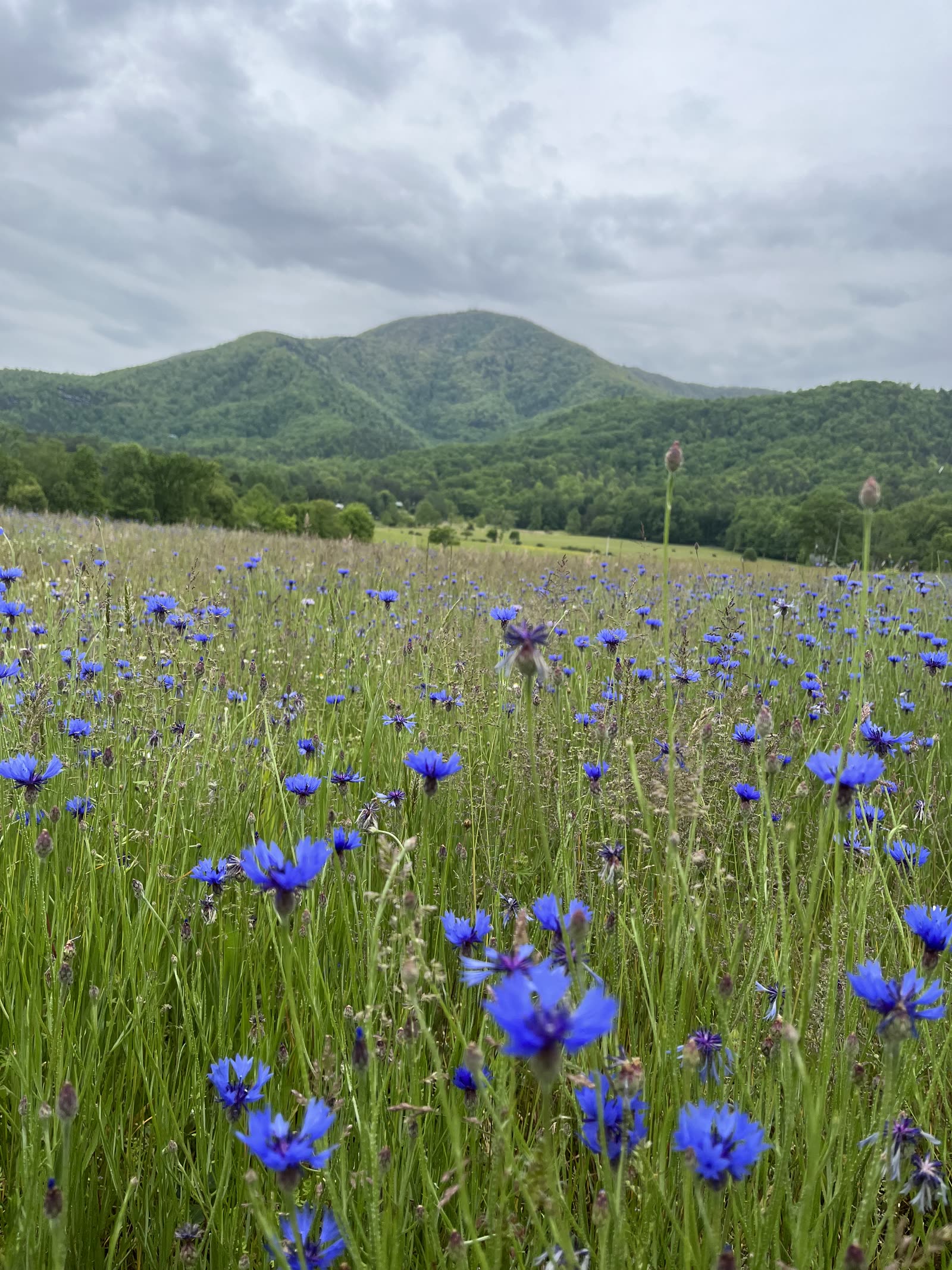 Round Top mountain rising above a field of blue cornflowers in East Tennessee